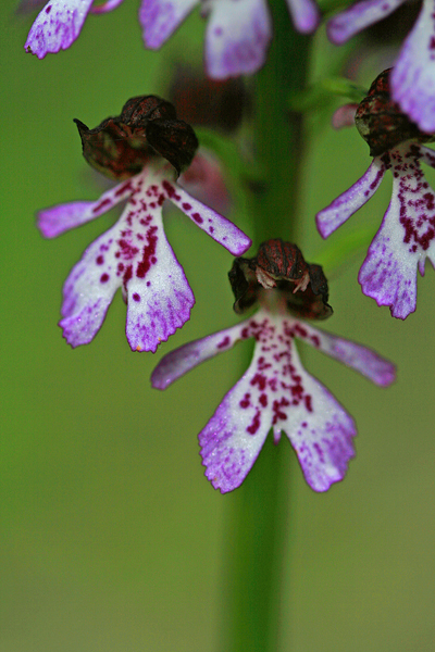 Orchidee odierne